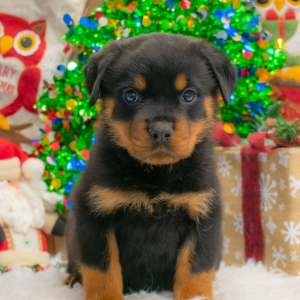 Rottweiler Puppy Chase