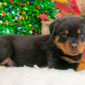 Rottweiler Puppy Chase