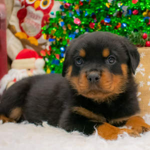 Rottweiler Puppy Chase