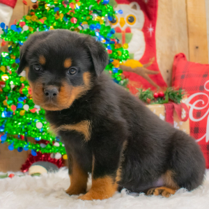 Rottweiler Puppy Chase
