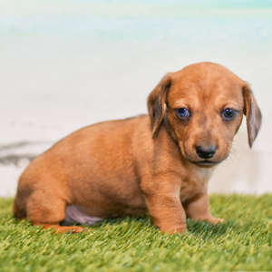 Dachshund Puppy Caleb
