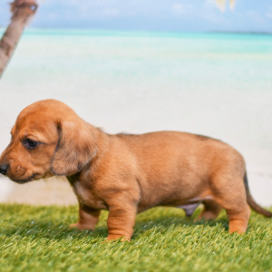 Dachshund Puppy Caleb