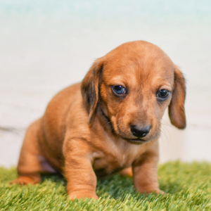 Dachshund Puppy Caleb