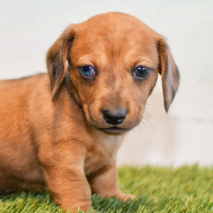 Dachshund Puppy Caleb