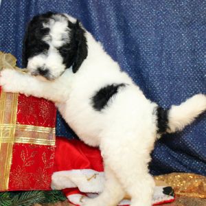 Goldendoodle Puppy Zaria