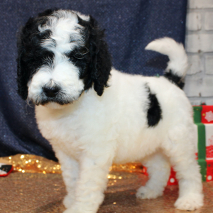 Goldendoodle Puppy Zaria