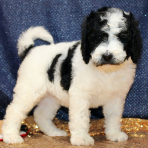 Goldendoodle Puppy Zaria