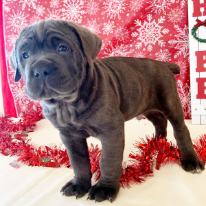 Cane Corso Puppy Nikolas