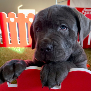 Cane Corso Puppy Nikolas