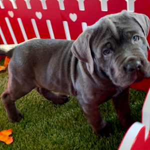 Cane Corso Puppy Nikolas