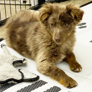 Australian Shepherd Puppy Zander