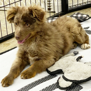Australian Shepherd Puppy Zander