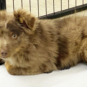 Australian Shepherd Puppy Zander