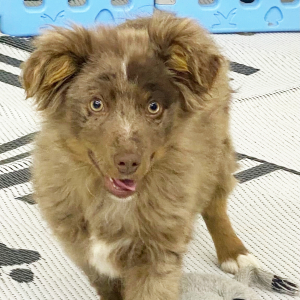 Australian Shepherd Puppy Zander