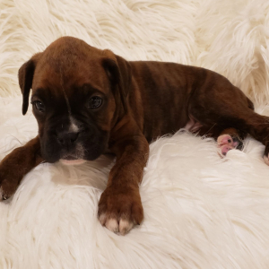 Boxer Puppy Lennyn