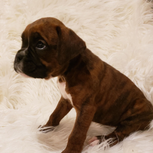 Boxer Puppy Lennyn