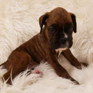 Boxer Puppy Lennyn