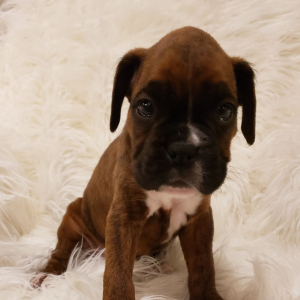 Boxer Puppy Lennyn
