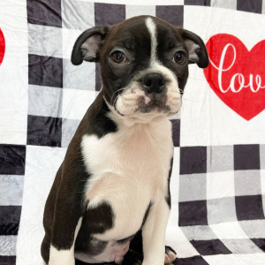 Boston Terrier Puppy Ringo