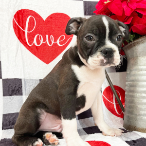 Boston Terrier Puppy Ringo