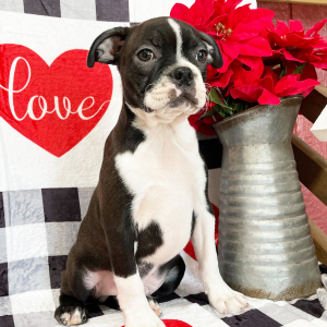 Boston Terrier Puppy Ringo