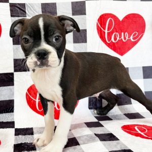 Boston Terrier Puppy Ringo