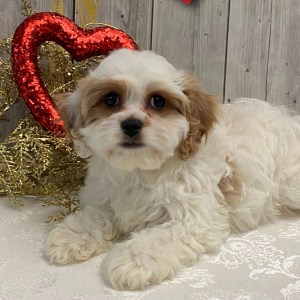 Cavachon Puppy Augusta