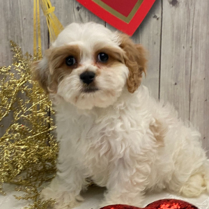 Cavachon Puppy Augusta