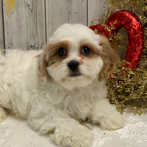 Cavachon Puppy Augusta