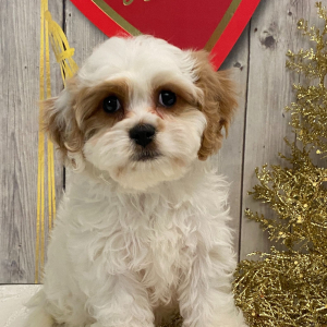 Cavachon Puppy Augusta