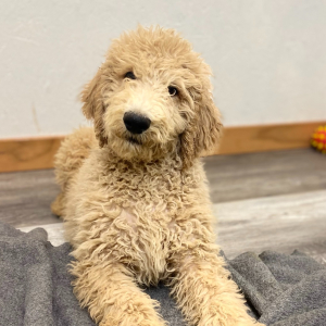 Poodle Puppy Roland