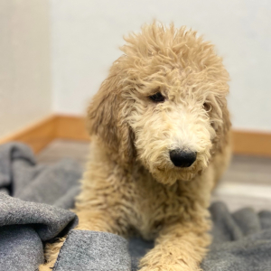 Poodle Puppy Roland