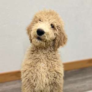 Poodle Puppy Roland