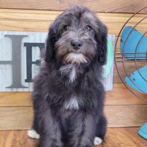 Schnoodle Puppy Jasmine