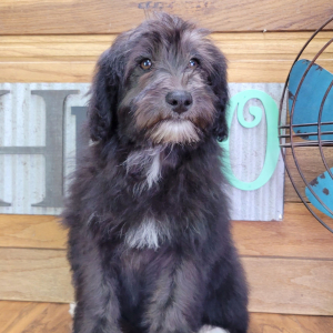 Schnoodle Puppy Jasmine