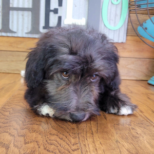 Schnoodle Puppy Jasmine