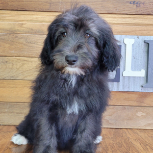 Schnoodle Puppy Jasmine