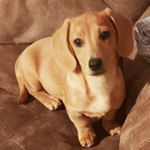 Dachshund Puppy Racer