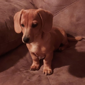 Dachshund Puppy Racer