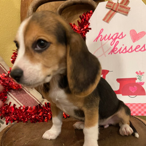 Beagle Puppy Goldie