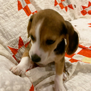 Beagle Puppy Goldie