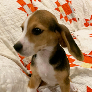 Beagle Puppy Goldie