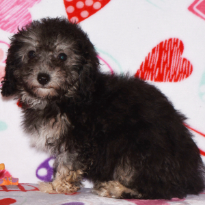 Poodle Puppy Denny