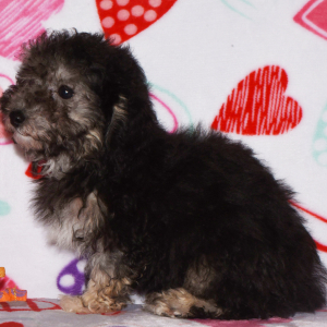 Poodle Puppy Denny