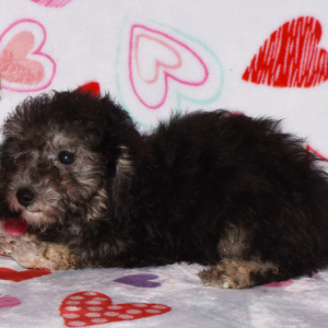 Poodle Puppy Denny