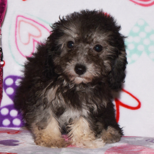 Poodle Puppy Denny