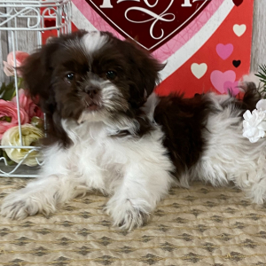 Shih Tzu Puppy Beauty