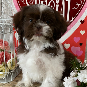Shih Tzu Puppy Beauty