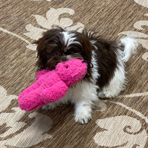 Shih Tzu Puppy Beauty