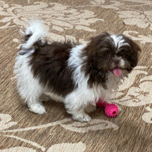 Shih Tzu Puppy Beauty